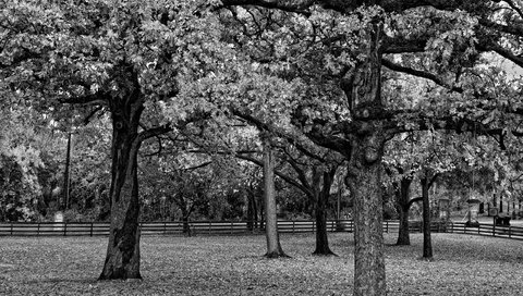 Обои деревья, парк, ветви, листва, забор, чёрно-белое, черно-белая, trees, park, branch, foliage, the fence, black and white разрешение 2560x1600 Загрузить