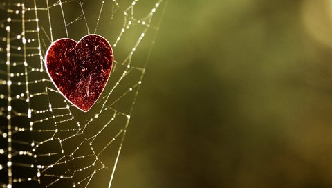 Обои зелёный, фон, сердце, паутина, green, background, heart, web разрешение 2560x1600 Загрузить