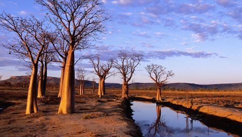 Обои деревья, канал, засуха, trees, channel, drought разрешение 1920x1200 Загрузить