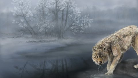 Обои туман, волк, водопой, шерсть. хищник, fog, wolf, drink, wool. predator разрешение 3000x2000 Загрузить