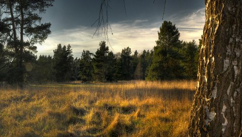 Обои небо, трава, деревья, лес, ели, береза, сухая, the sky, grass, trees, forest, ate, birch, dry разрешение 1920x1200 Загрузить