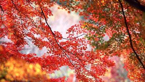 Обои деревья, ветки, осень, красные, оранжевые, кленовые листья, trees, branches, autumn, red, orange, maple leaves разрешение 1920x1200 Загрузить
