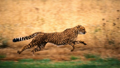 Обои природа, бег, гепард, nature, running, cheetah разрешение 2500x1667 Загрузить