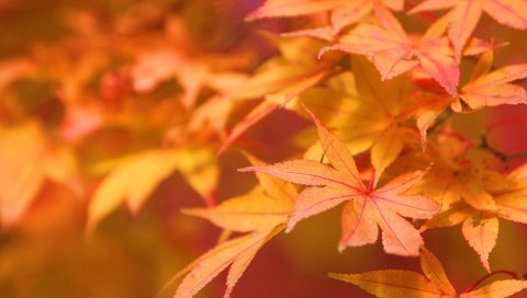 Обои природа, листья, макро, осень, nature, leaves, macro, autumn разрешение 1920x1200 Загрузить
