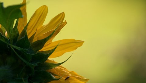 Обои природа, обои, подсолнух, макро фотография, nature, wallpaper, sunflower, macro photo разрешение 2560x1600 Загрузить