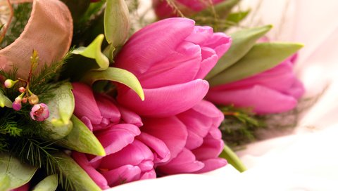 Обои цветы, тюльпаны, flowers, tulips разрешение 3888x2592 Загрузить