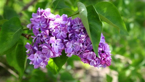 Обои зелень, листья, цветочки, сирень, гроздь, greens, leaves, flowers, lilac, bunch разрешение 4752x3168 Загрузить