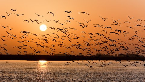 Обои закат, чайки, волга, sunset, seagulls, volga разрешение 1918x1080 Загрузить