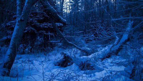 Обои лес, зима, синий, forest, winter, blue разрешение 2272x1704 Загрузить