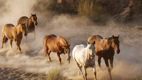 Обои фото, животные, лошади, кони, пыль, стадо, табун, дикая природа, photo, animals, horse, horses, dust, the herd, wildlife разрешение 2560x1702 Загрузить