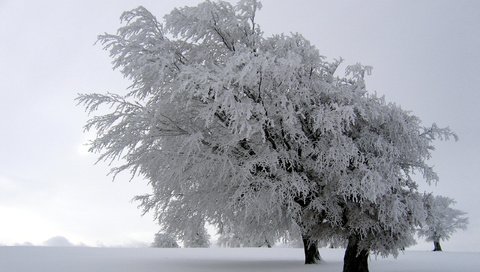 Обои деревья, снег, природа, зима, пейзажи, зимние обои, trees, snow, nature, winter, landscapes, winter wallpaper разрешение 2560x1600 Загрузить