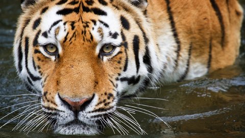 Обои тигр, вода, купание, tiger, water, bathing разрешение 2560x1600 Загрузить