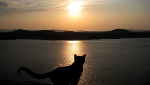 Обои небо, закат, море, кошка, силуэт, the sky, sunset, sea, cat, silhouette разрешение 3264x2448 Загрузить