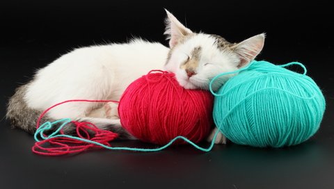 Обои кот, красный, голубой, клубки, cat, red, blue, balls разрешение 5616x3744 Загрузить