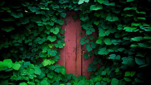 Обои природа, зелень, обои, растения, листья, листва, дверь, nature, greens, wallpaper, plants, leaves, foliage, the door разрешение 1920x1200 Загрузить