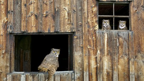 Обои сова, птицы, окно, сарай, owl, birds, window, the barn разрешение 1920x1200 Загрузить
