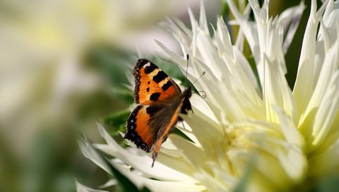 Обои макро, цветок, лепестки, бабочка, пыльца, крапивница, macro, flower, petals, butterfly, pollen, urticaria разрешение 1920x1200 Загрузить