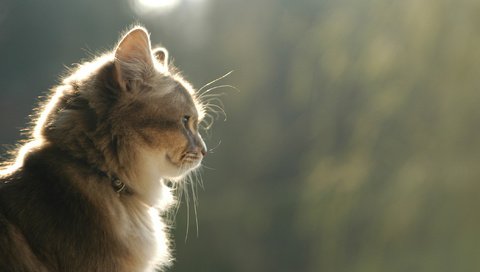 Обои улыбка, кот, кошка, взгляд, профиль, коричневый, smile, cat, look, profile, brown разрешение 2707x1800 Загрузить