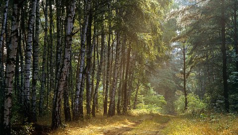 Обои дорога, деревья, лес, лучи, березы, road, trees, forest, rays, birch разрешение 1920x1200 Загрузить