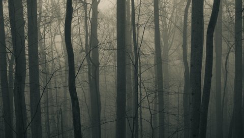 Обои деревья, природа, лес, пейзаж, туман, стволы, trees, nature, forest, landscape, fog, trunks разрешение 2560x1600 Загрузить