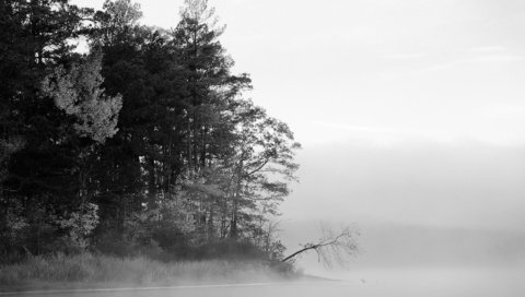 Обои деревья, вода, озеро, лес, туман, чёрно-белое, черно-белая, trees, water, lake, forest, fog, black and white разрешение 1920x1200 Загрузить