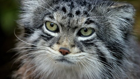 Обои кот, хищник, манул, палласов, cat, predator, manul, of pallas разрешение 3504x2336 Загрузить