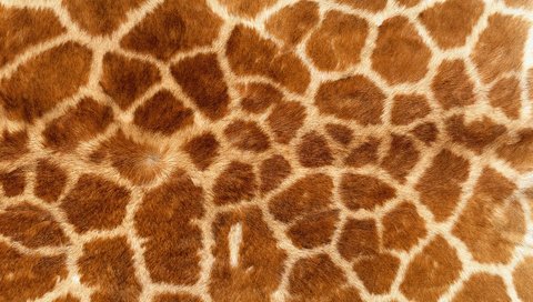 Обои обои, текстура, фон, кошка, леопард, шкура, жираф, мех, wallpaper, texture, background, cat, leopard, skin, giraffe, fur разрешение 1920x1200 Загрузить