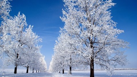 Обои небо, деревья, снег, зима, утро, голубое, snow morning, the sky, trees, snow, winter, morning, blue разрешение 3000x2008 Загрузить