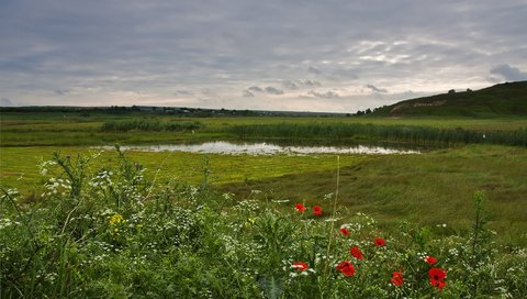 Обои цветы, луг, травы, flowers, meadow, grass разрешение 2560x1707 Загрузить