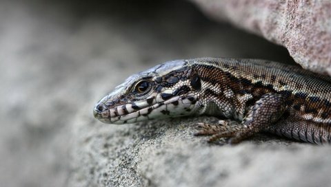 Обои камни, ящерица, рептилия, расщелина, щель, пресмыкающиеся, stones, lizard, reptile, cleft, the gap, reptiles разрешение 1920x1200 Загрузить