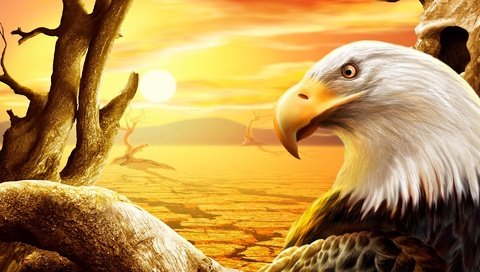 Обои рисунок, солнце, пустыня, орел, птица, клюв, белоголовый орлан, figure, the sun, desert, eagle, bird, beak, bald eagle разрешение 1920x1200 Загрузить