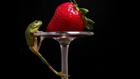 Обои клубника, лягушка, strawberry, frog разрешение 1920x1200 Загрузить