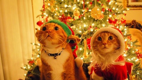 Обои новый год, елка, дед мороз, шапка, кошки, эльф, котэ, new year, tree, santa claus, hat, cats, elf, kote разрешение 1920x1200 Загрузить