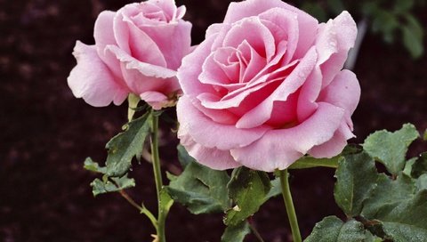 Обои роза, розовый, rose, pink разрешение 2560x1600 Загрузить
