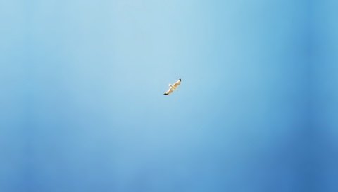 Обои синий, чайка, минимализм, птицы, blue, seagull, minimalism, birds разрешение 2560x1600 Загрузить