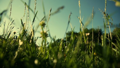 Обои трава, природа, зелень, макро, поле, лето, газон, grass, nature, greens, macro, field, summer, lawn разрешение 1920x1200 Загрузить