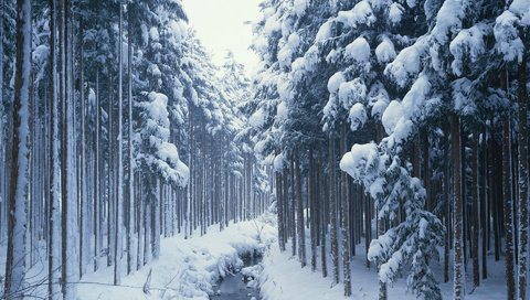 Обои деревья, снег, лес, зима, ручей, сосны, сугробы, хвойные, trees, snow, forest, winter, stream, pine, the snow, coniferous разрешение 1920x1200 Загрузить