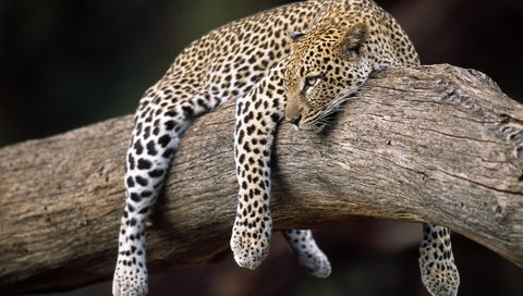 Обои леопард, весит, на дереве, leopard, weighs, on the tree разрешение 1920x1200 Загрузить