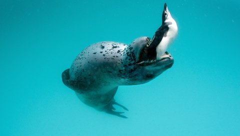 Обои пингвин, морской леопард, leopard seal, hydrurga leptonyx, antarctic peninsula, penguin, sea leopard разрешение 1920x1200 Загрузить