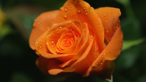 Обои роса, роза, оранжевая, яркая. капли, rosa, rose, orange, bright. drops разрешение 4512x3276 Загрузить