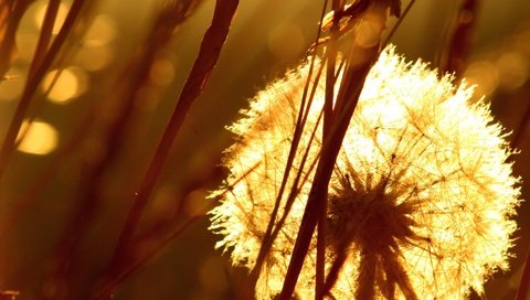 Обои трава, одуванчик, семена, пух, пушинки, былинки, grass, dandelion, seeds, fluff, fuzzes, blade разрешение 1920x1440 Загрузить