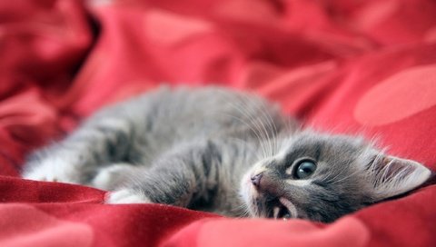 Обои котенок, красный, одеяло, kitty, red, blanket разрешение 2560x1600 Загрузить