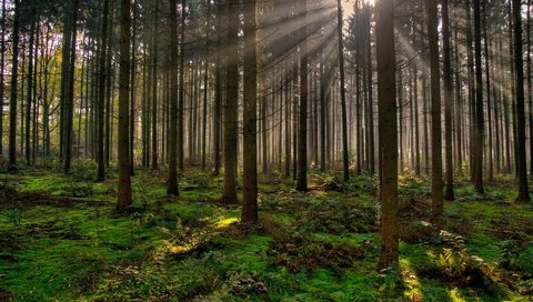 Обои деревья, вечер, природа, лес, лучи солнца, trees, the evening, nature, forest, the rays of the sun разрешение 1920x1200 Загрузить