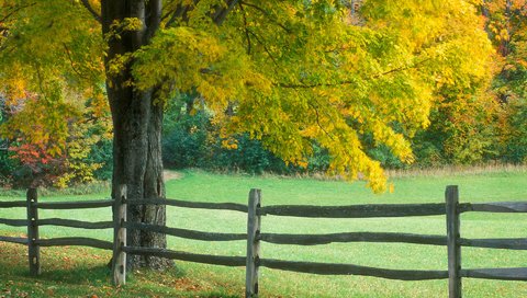Обои дерево, осень, забор, tree, autumn, the fence разрешение 1920x1200 Загрузить