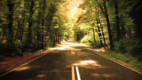 Обои дорога, деревья, природа, обои, лес, фото, путь, road, trees, nature, wallpaper, forest, photo, the way разрешение 1920x1200 Загрузить
