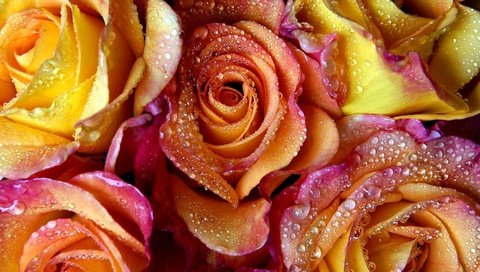 Обои цветы, вода, роса, капли, розы, лепестки, flowers, water, rosa, drops, roses, petals разрешение 1920x1080 Загрузить