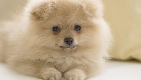 Обои белый, собака, взглеад, шпиц, померанский шпиц, white, dog, vzglead, spitz, pomeranian разрешение 1920x1200 Загрузить