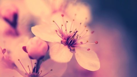 Обои цветение, макро, цветок, весна, розовый, вишня, сакура, flowering, macro, flower, spring, pink, cherry, sakura разрешение 1920x1200 Загрузить