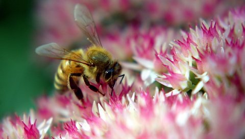 Обои цветок, розовый, пчела, flower, pink, bee разрешение 2560x1600 Загрузить