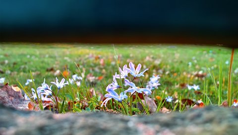 Обои цветы, трава, природа, фокус камеры, поляна, весна, пролеска, flowers, grass, nature, the focus of the camera, glade, spring, scilla разрешение 1920x1200 Загрузить